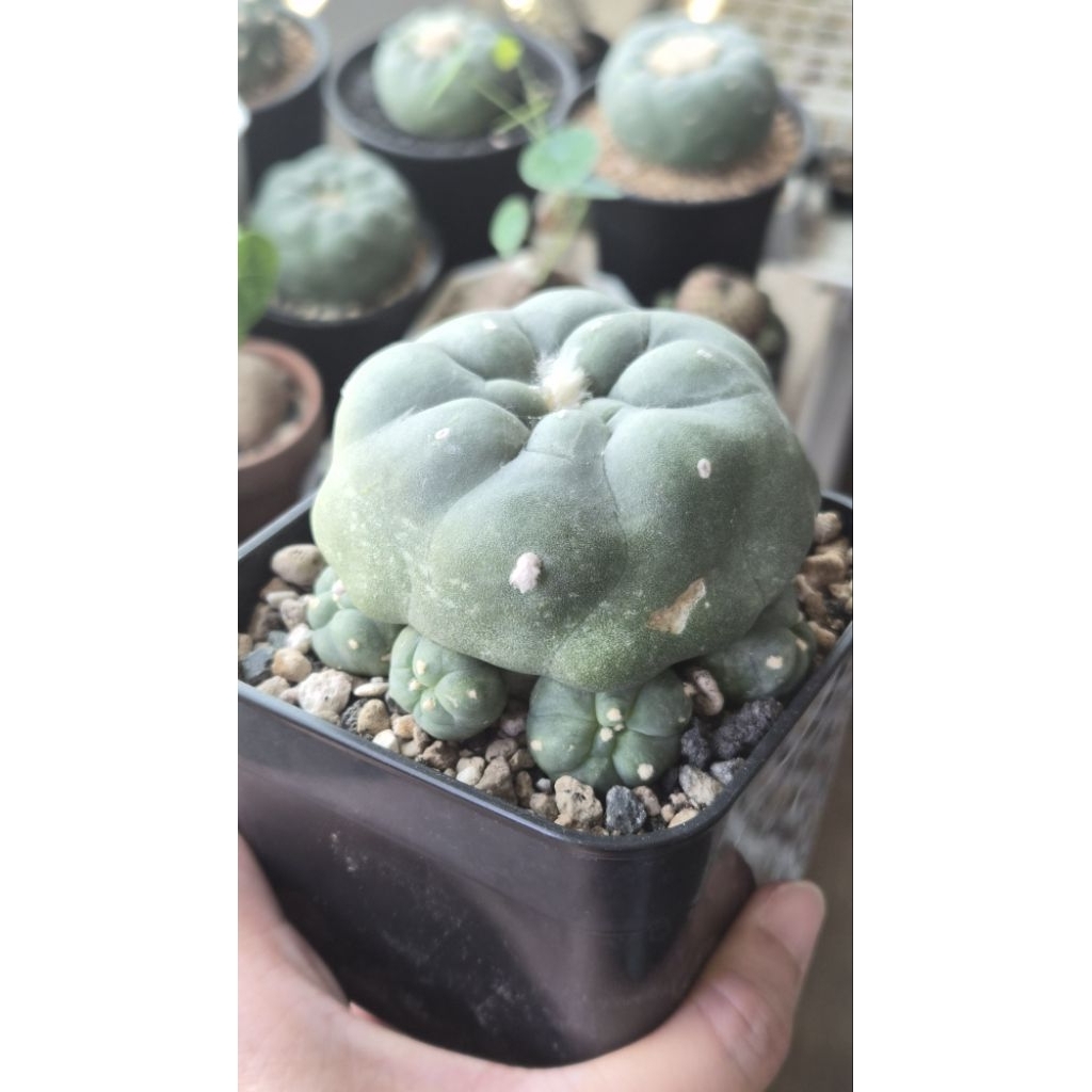 大疣翠冠玉／烏羽玉屬／觀賞用多肉植物| 蝦皮購物