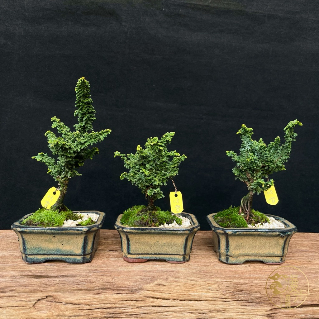 漫步庭院】吹雪石化檜·小品盆栽｜植栽｜盆景| 蝦皮購物