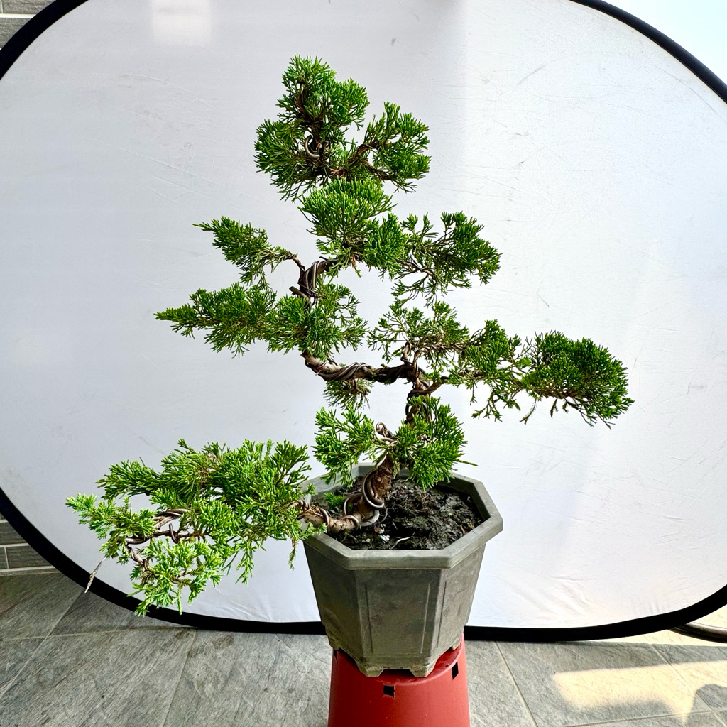 真柏-照片這棵造型真柏幹身轉折1盆2600元| 蝦皮購物
