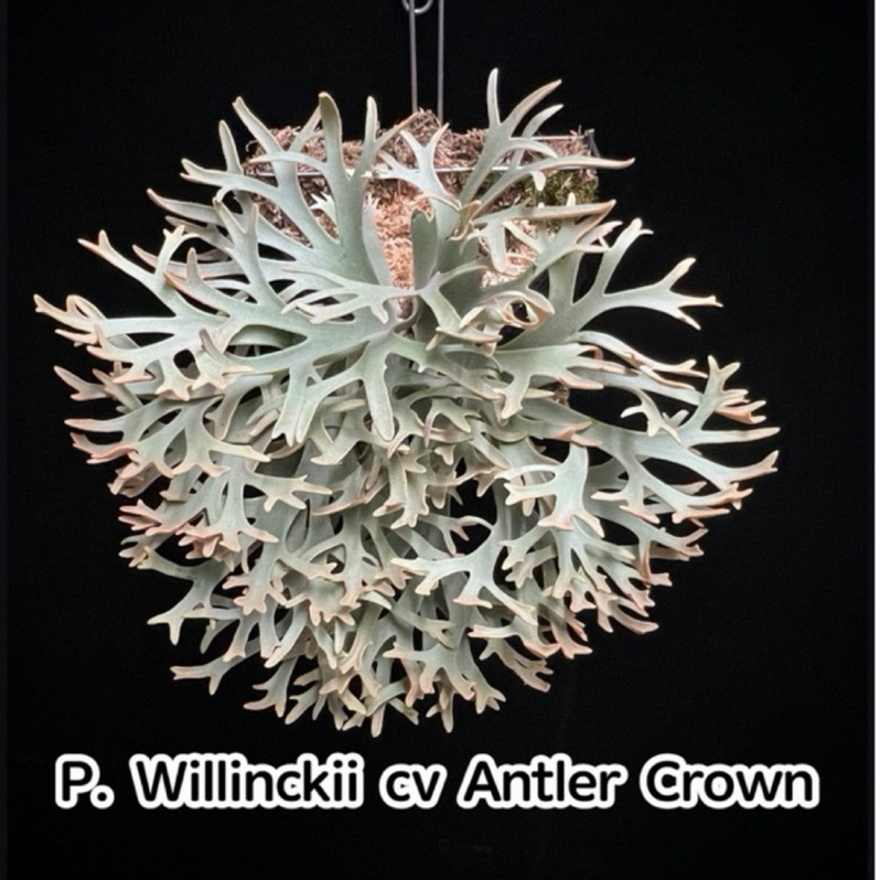 侏儒爪哇鹿角皇冠孢子苗P. Willinckii cv Antler Crown sporeling