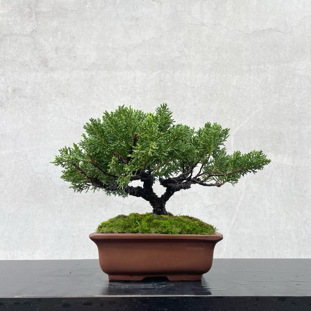 真柏　小品盆栽　松柏盆栽 野趣小品盆栽》紀州真柏57．鐵柏．盆景．松柏盆栽| 蝦皮購物