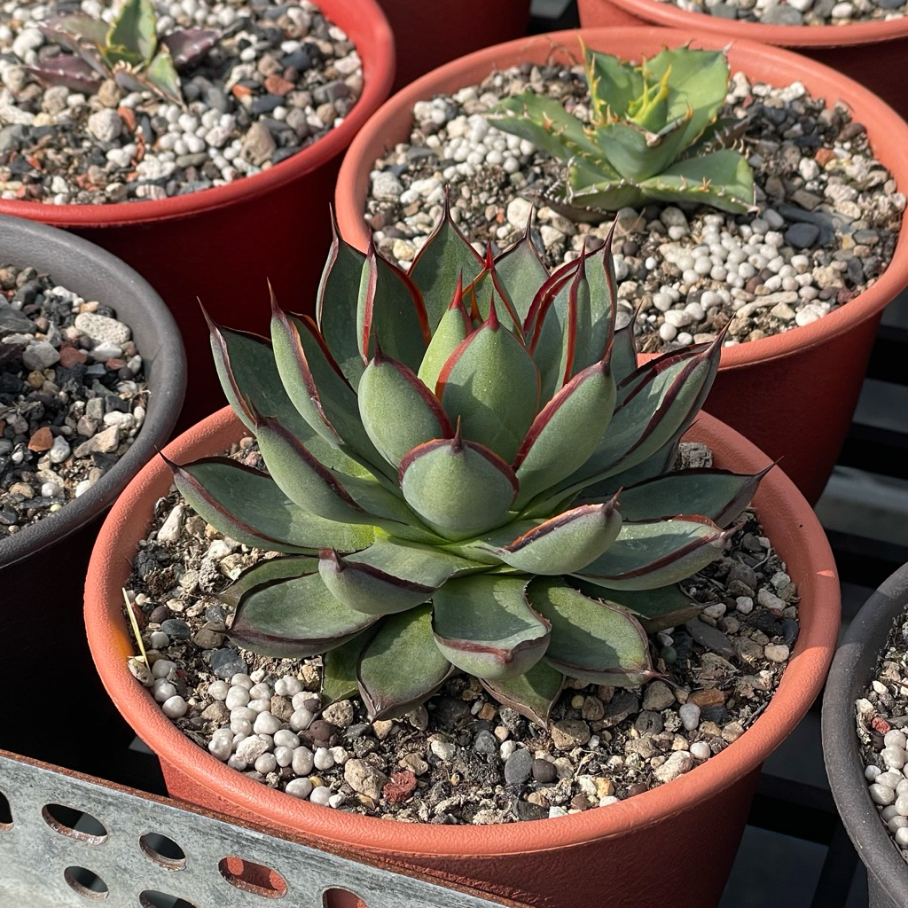 瀧之白絲×妖炎 ハイブリッド実生 solo輸入 選抜 青葉 TZ AGAVE - 藍葉青蓮- agave hybrid “瀧之白絲x吉祥冠” | 蝦皮購物