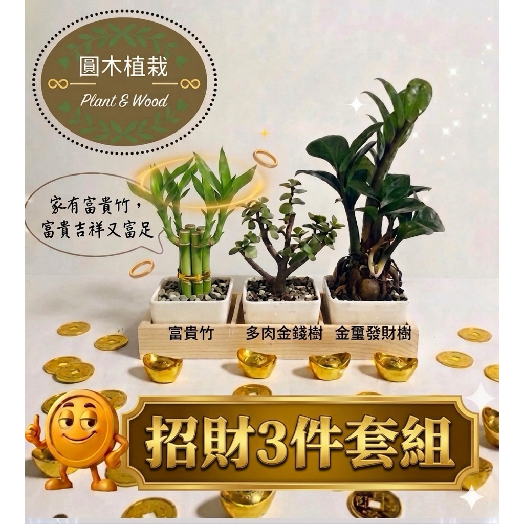 🌱 【圓木植栽】🌱 招財三盆套件組｜風水盆栽｜組合盆栽｜金錢樹｜畢業