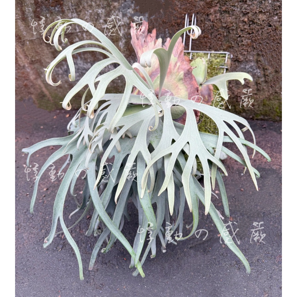 🌈收藏款🌈【悸動の感蕨】P. willinckii Blue Queen 藍皇后鹿角蕨