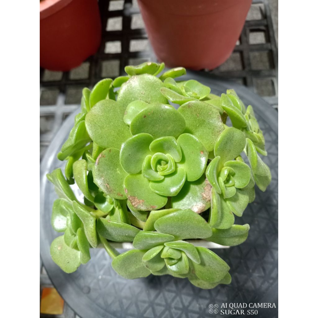 多肉植物.辛尼亚法師錦 多肉植物.辛尼亚法師錦 観葉植物 多肉植物。 辛尼亚法師錦+銅花順