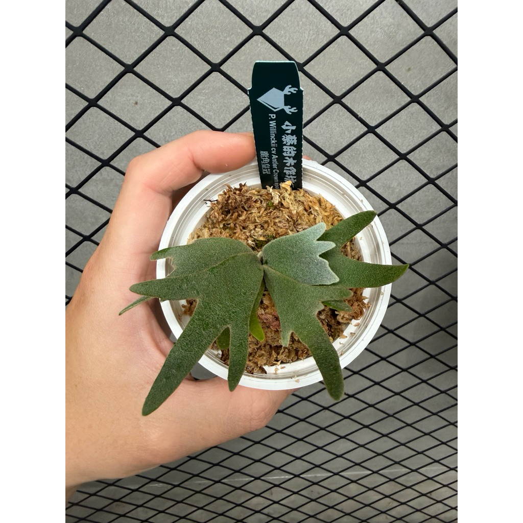 侏儒爪哇鹿角皇冠孢子苗P. Willinckii cv Antler Crown sporeling