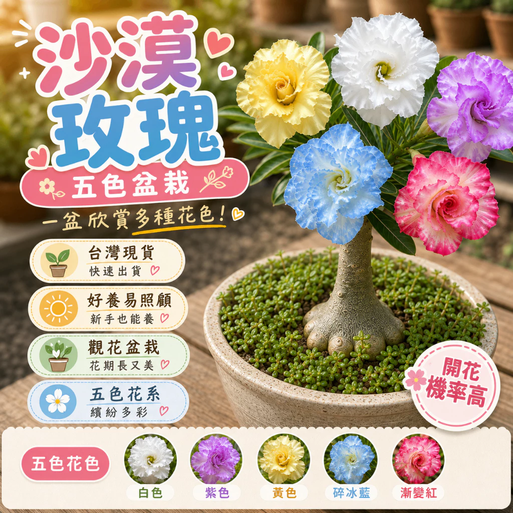 五色重瓣沙漠玫瑰苗原盆原土盆栽