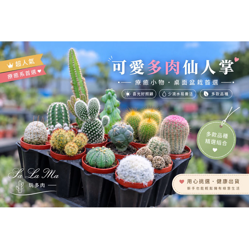 Sa La Ma多肉植物嚴選仙人掌套組12顆1吋盆