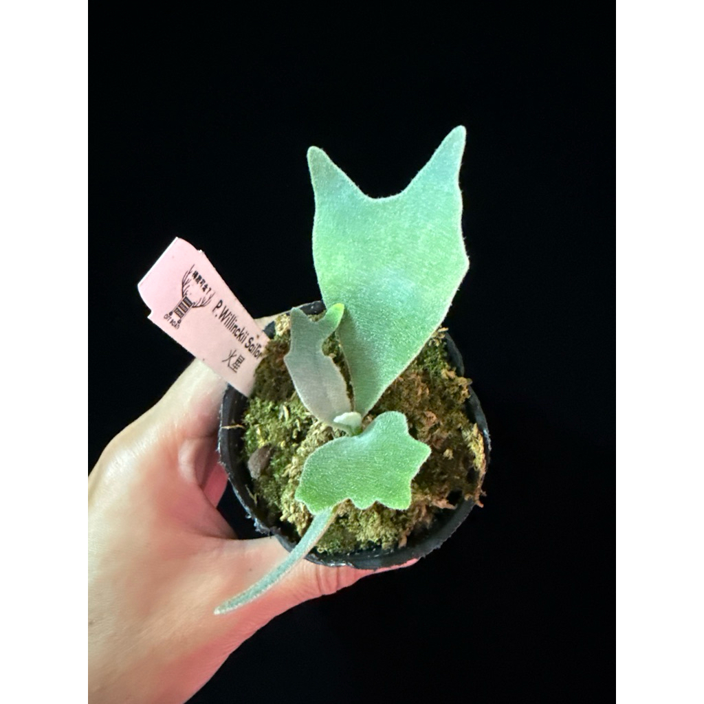 鹿角蕨| P.willinckii cv Sailor Mars｜水手火星| 蝦皮購物