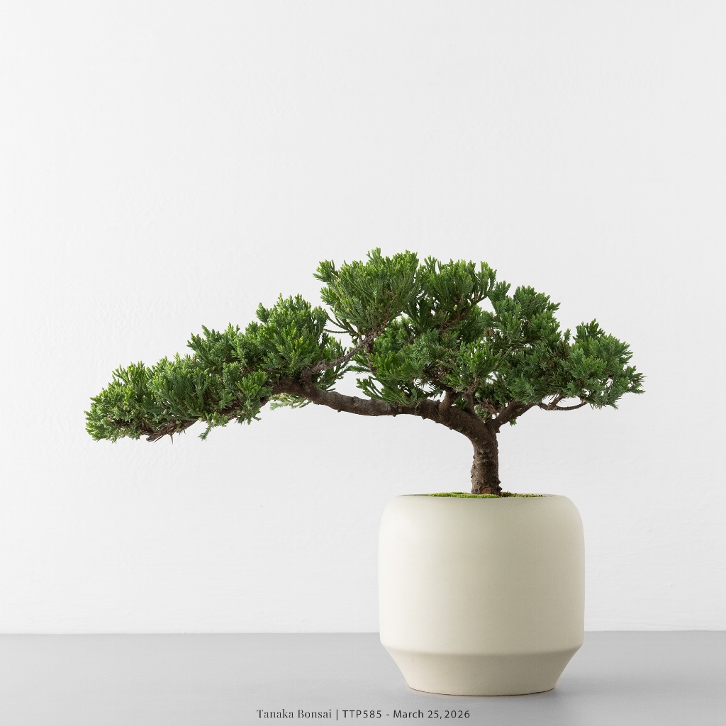 Tanaka Bonsai】TTP585 臺灣真柏盆景｜松柏盆栽| 蝦皮購物
