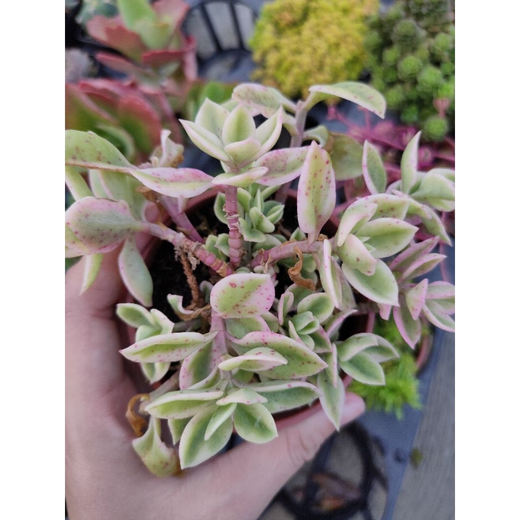 Ling's Succulent/太陽玫瑰錦/花蔓草錦/多肉植物/三吋盆/不定時開花