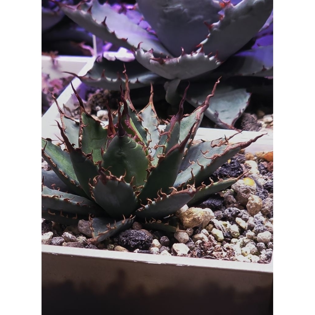 綠色植緣】AGAVE HYBRID ♕ EB妖炎*霍利達SS特選（超狂長刺）--龍舌蘭
