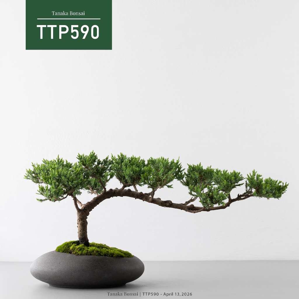 台灣真柏｜優惠推薦- 蝦皮購物- 2026年6月