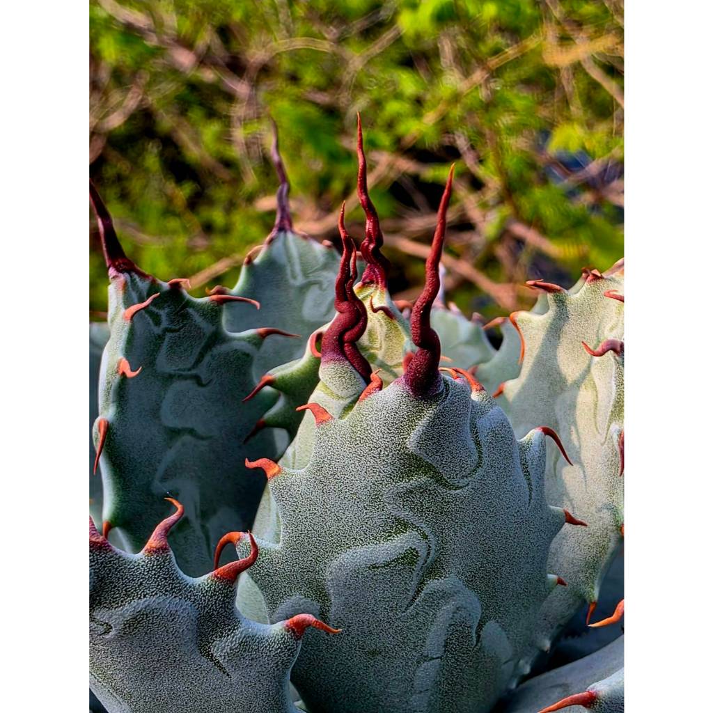 綠色植緣】AGAVE HYBRID ♕日甲* EB妖炎優選（超狂長曲刺）-售芽保根