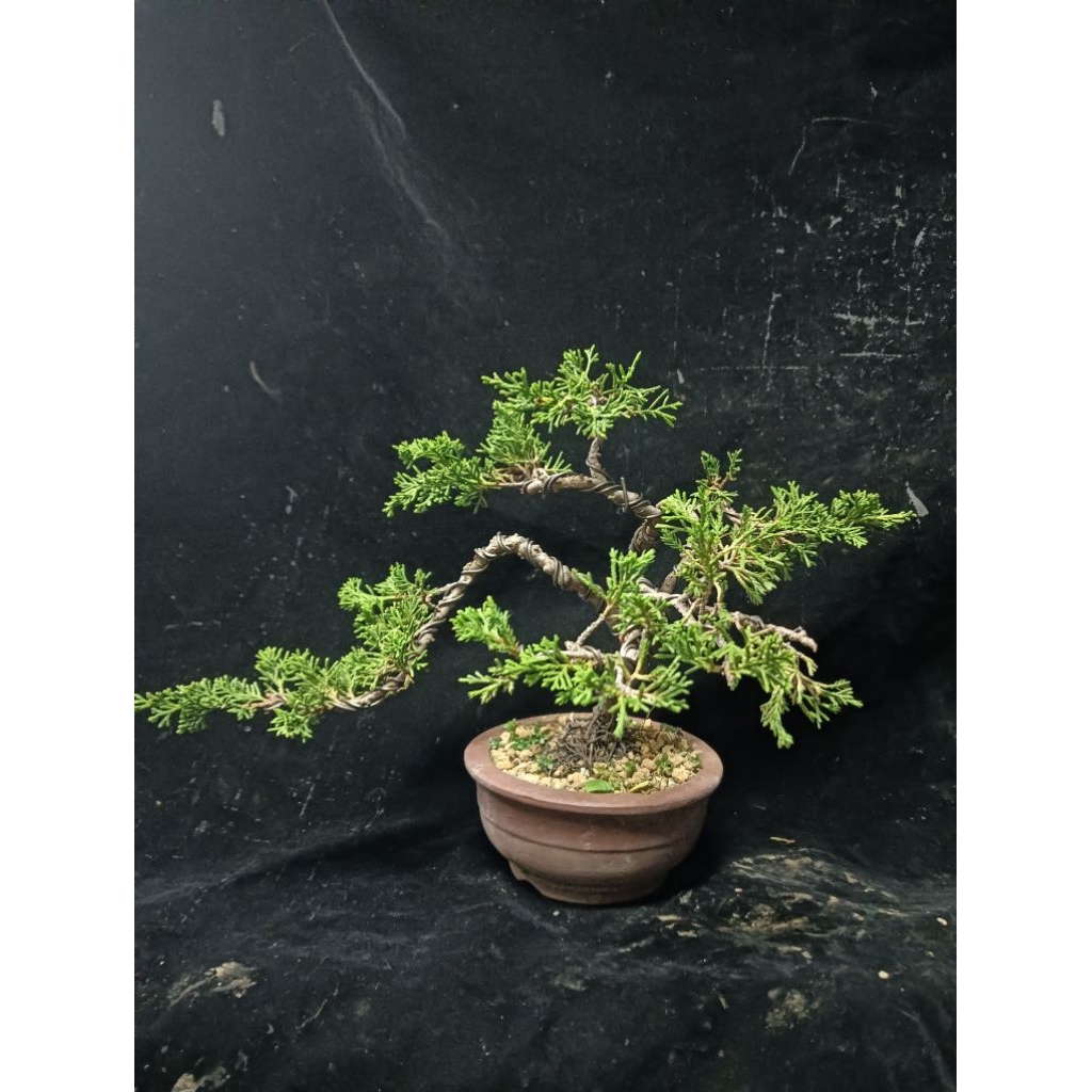 真柏- 優惠推薦- 2026年6月| 蝦皮購物台灣