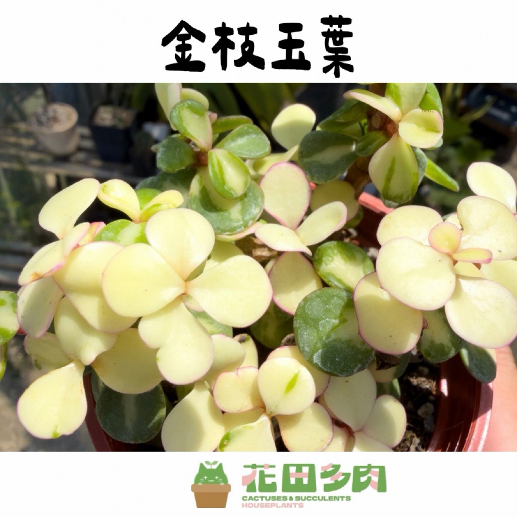 錦斑多肉植物- 優惠推薦- 2026年6月| 蝦皮購物台灣