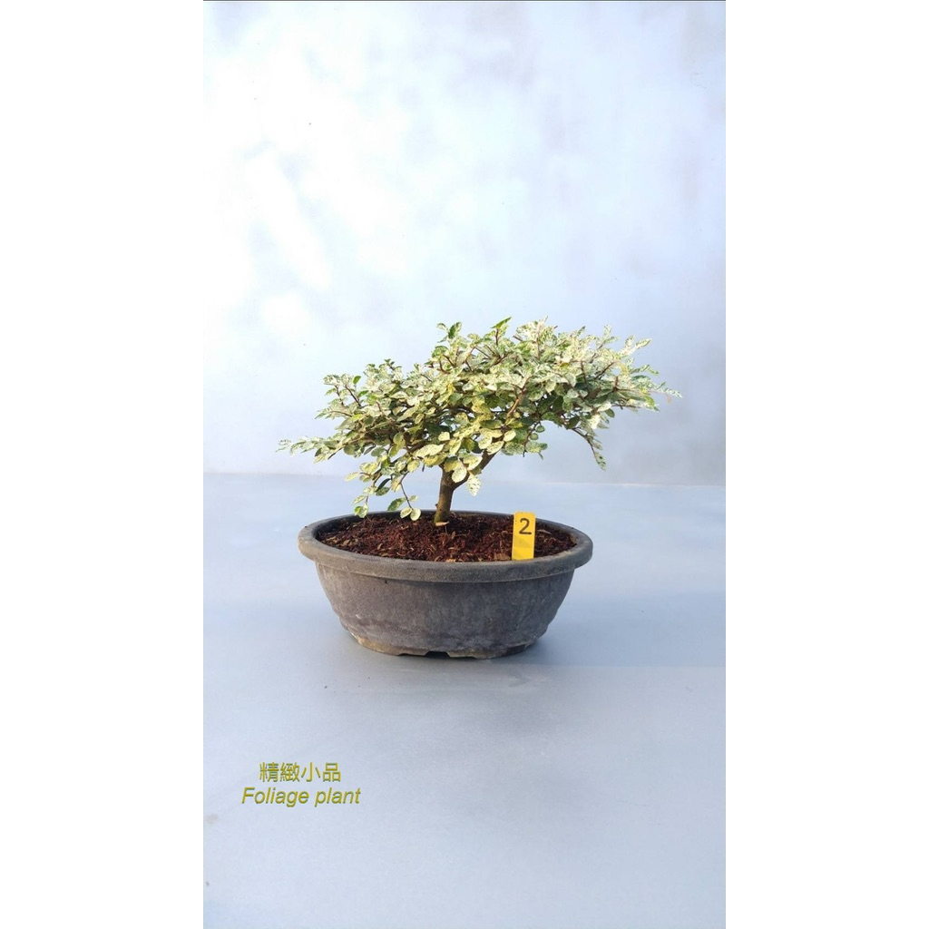 精緻小品盆栽斑葉榆樹觀葉植物6吋盆| 蝦皮購物