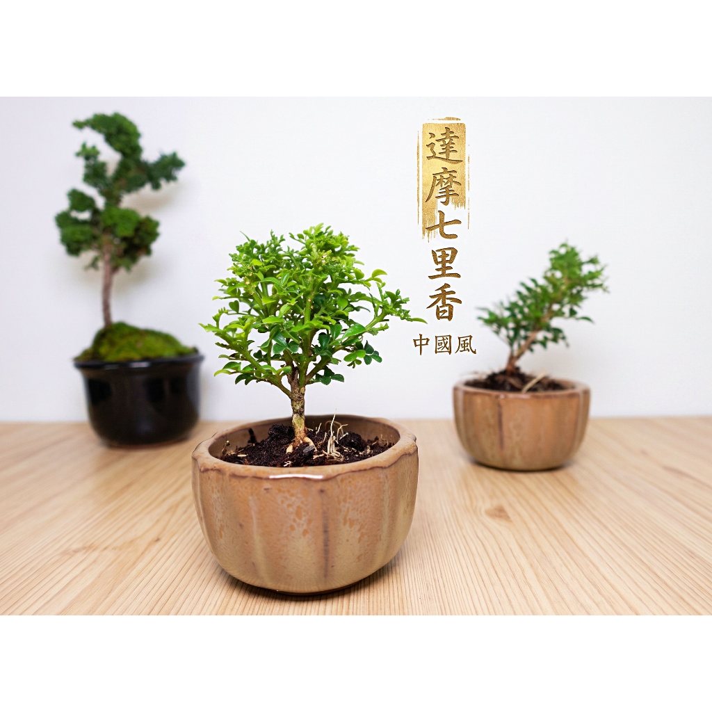達摩七里香達摩九里香珍珠柏，擋煞柏樹盆栽真柏盆栽珍珠柏盆栽植物小豆