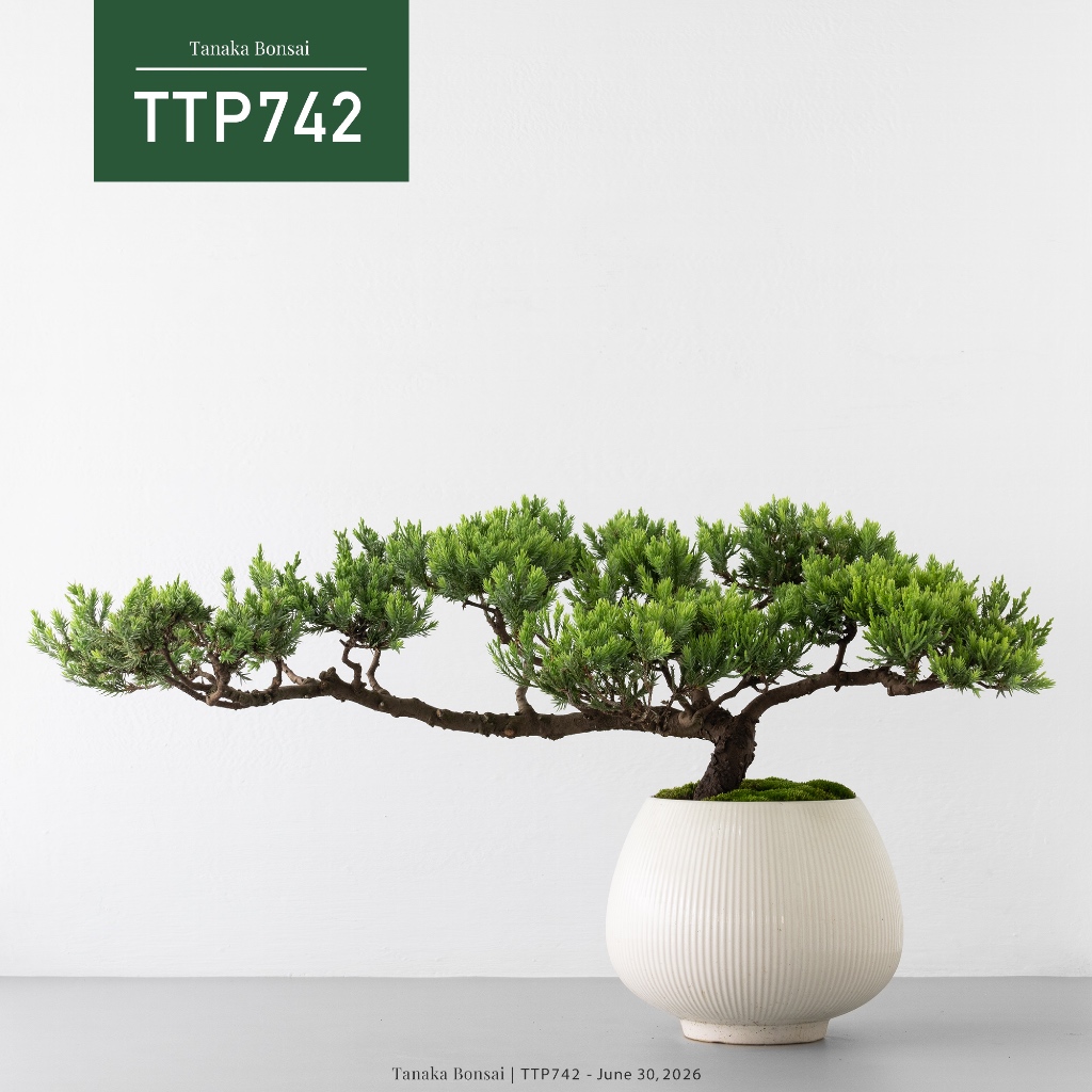 Tanaka Bonsai】TTP742 臺灣真柏盆景｜松柏盆栽| 蝦皮購物