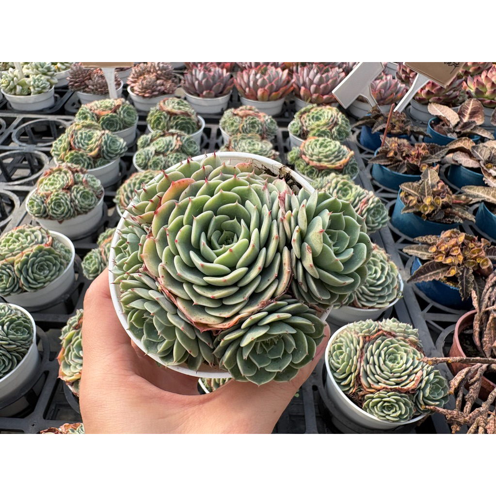 七福神　⑤  多肉植物 多肉好好買】七福神多肉植物現貨| 蝦皮購物