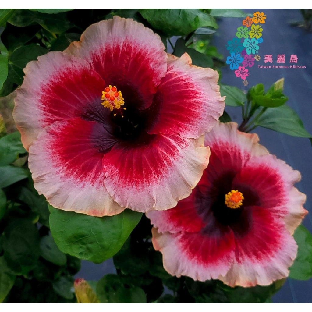 [美麗島扶桑園]朱槿-扶桑花-梅子披薩 Plum Pizazz(經典厚瓣硬質大花） | 蝦皮購物