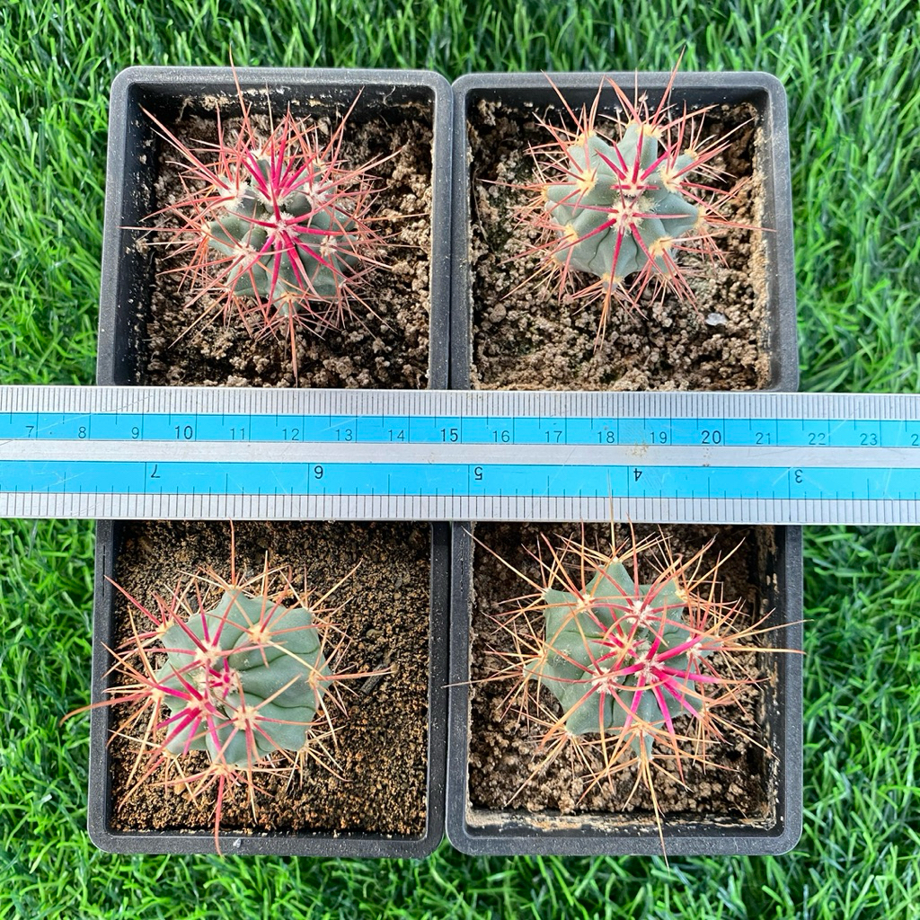 🌵高橋玉🌵實生神仙玉｜仙人掌多肉植物強刺球刈穗玉療癒植物成株刺超美