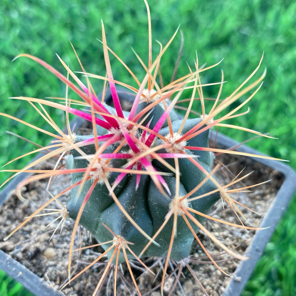 🌵高橋玉🌵實生神仙玉｜仙人掌多肉植物強刺球刈穗玉療癒植物成株刺超美