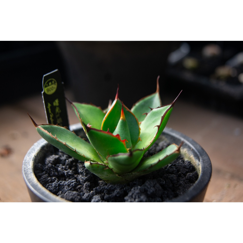 曙光x姬嚴龍'Agave hybrid'(有2型態不一) | 蝦皮購物