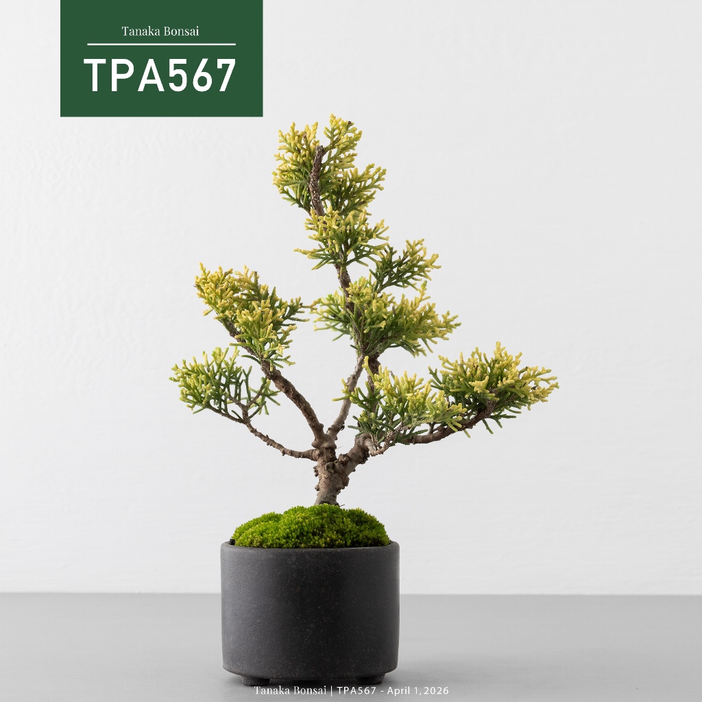 Tanaka Bonsai】TPA567 紀州真柏/鐵柏盆景｜松柏盆栽| 蝦皮購物