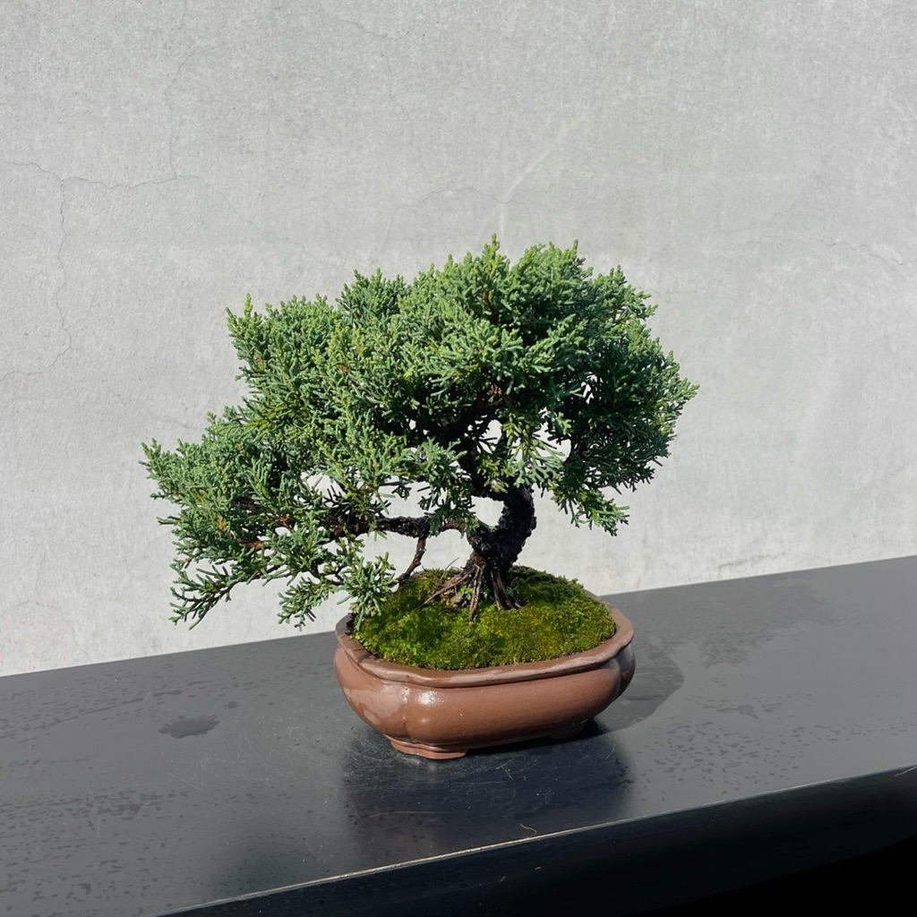 野趣小品盆栽》紀州真柏．盆景．松柏盆栽29 | 蝦皮購物