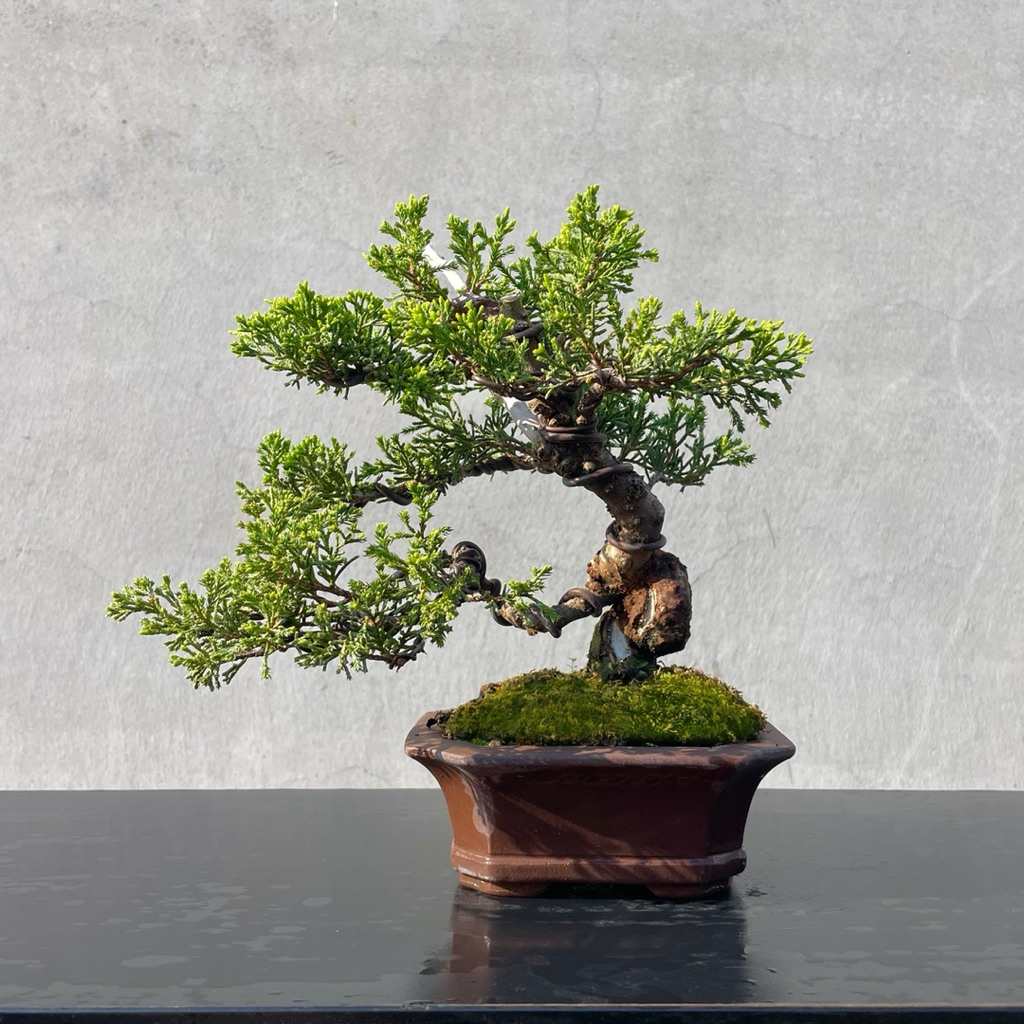 野趣小品盆栽》宮阪系魚川真柏120．日本🇯🇵真柏．松柏盆景| 蝦皮購物