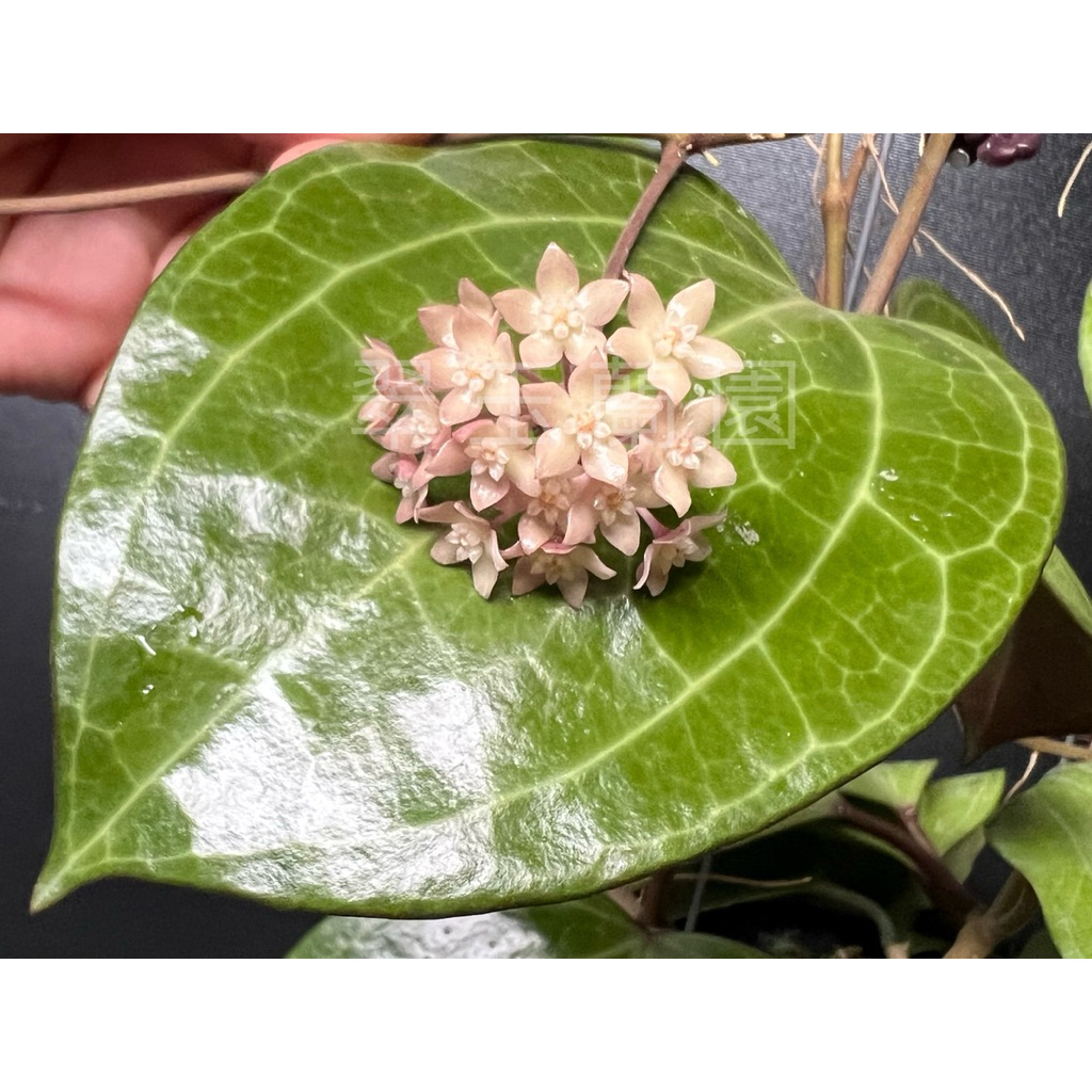 翠玉蘭園Orchid Garden, 線上商店| 蝦皮購物