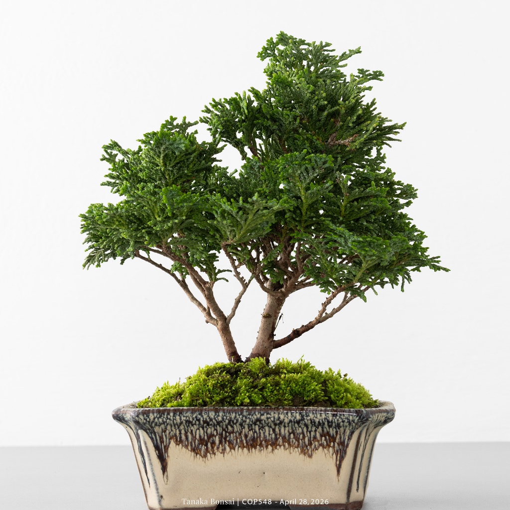Tanaka Bonsai】COP548 日本青檜/津山檜盆景｜松柏盆栽| 蝦皮購物