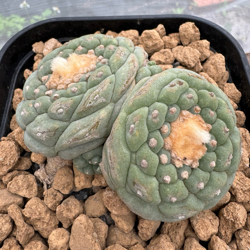 繪木🌵售種子螺旋格子銀銀冠玉附花牌烏羽玉屬仙人掌塊根多肉植物