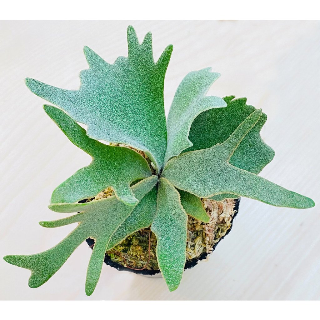 Nano孢子苗-P. Willinckii 'Nano' sporeling鹿角蕨侏儒爪哇上板植物