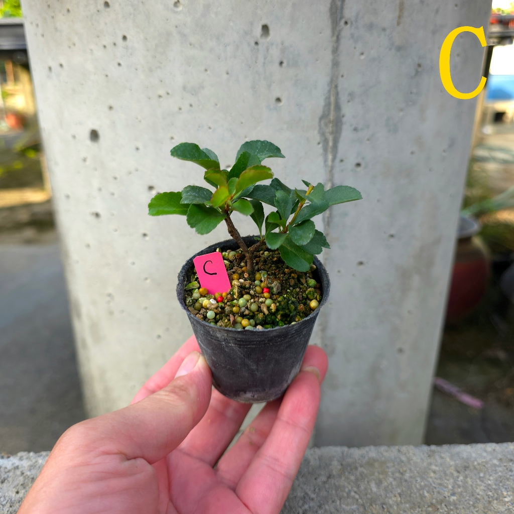 日本長壽梅(紅花)(白花)小品盆栽素材2吋黑軟盆| 蝦皮購物