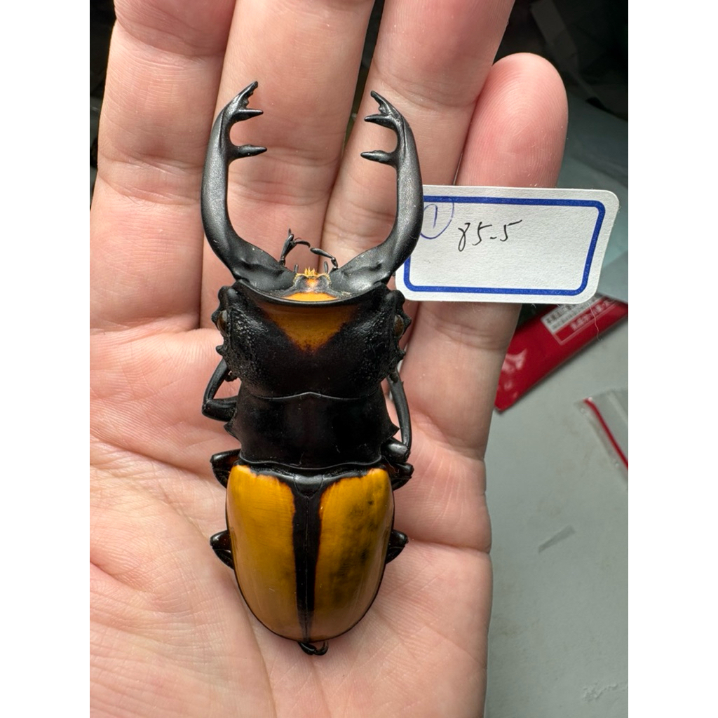 標本 Odontolabis nobuhikoi rare 24mm 昆蟲標本（死的非活體） 拉可達鬼豔Odontolabis lacordairei 大型個體
