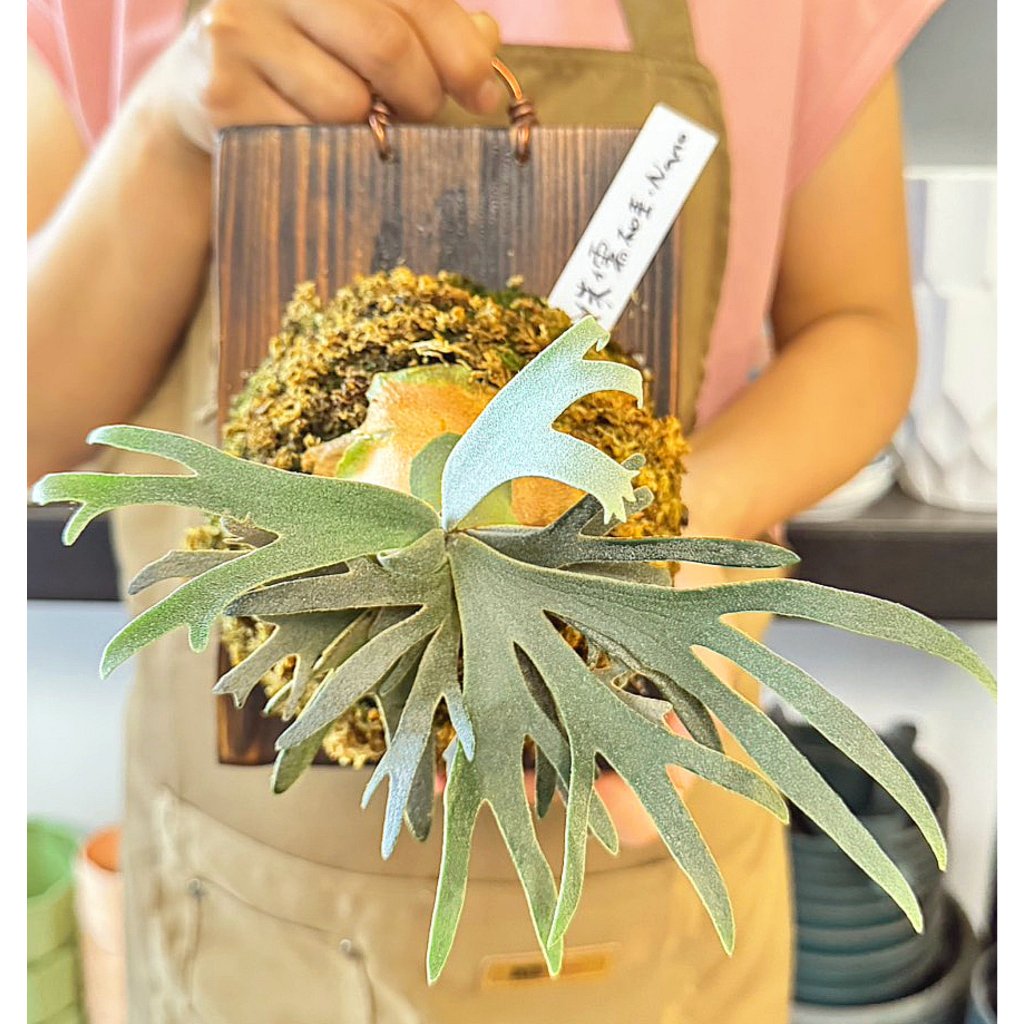 Nano孢子苗-P. Willinckii 'Nano' sporeling鹿角蕨侏儒爪哇上板植物