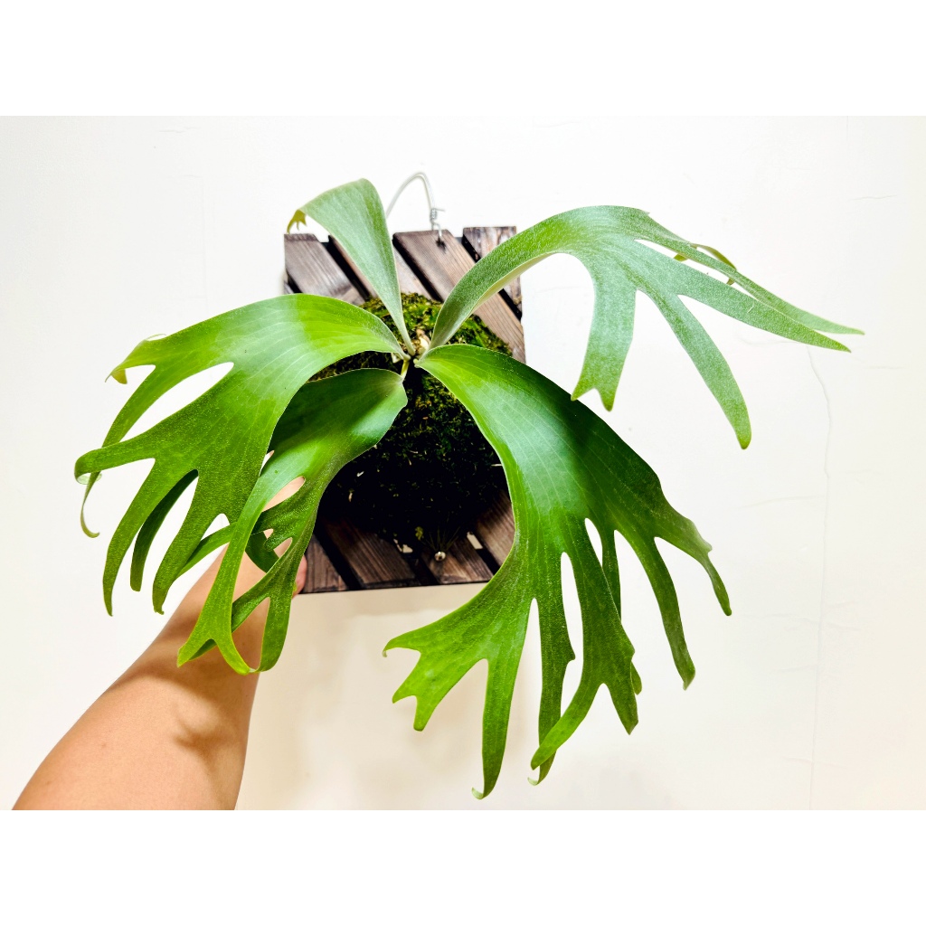 千手觀音鹿角蕨（Platycerium 'SS Foong'）椰子樹觀賞園藝綠植蕨| 蝦皮購物