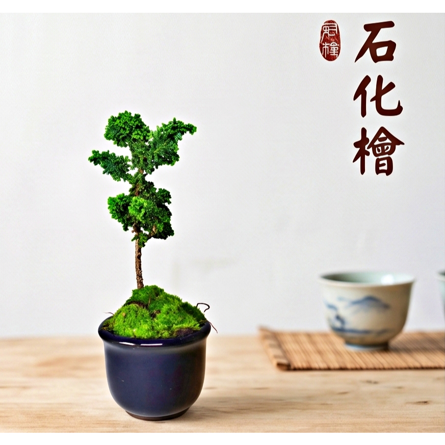 石化檜3吋活化石迷你盆栽盆小品盆栽•盆景•觀賞•造景盆石化柏石化檜木