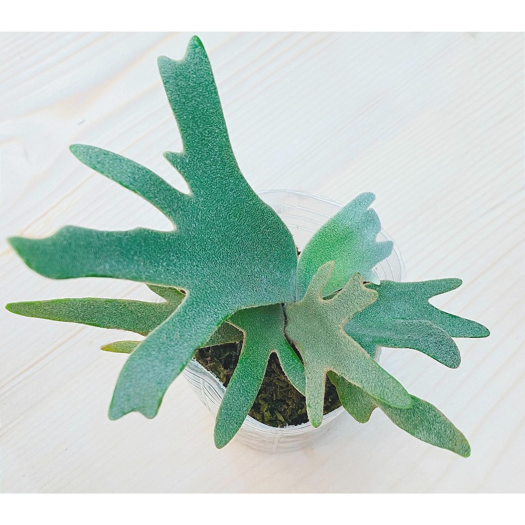 Nano孢子苗-P. Willinckii 'Nano' sporeling鹿角蕨侏儒爪哇上板植物
