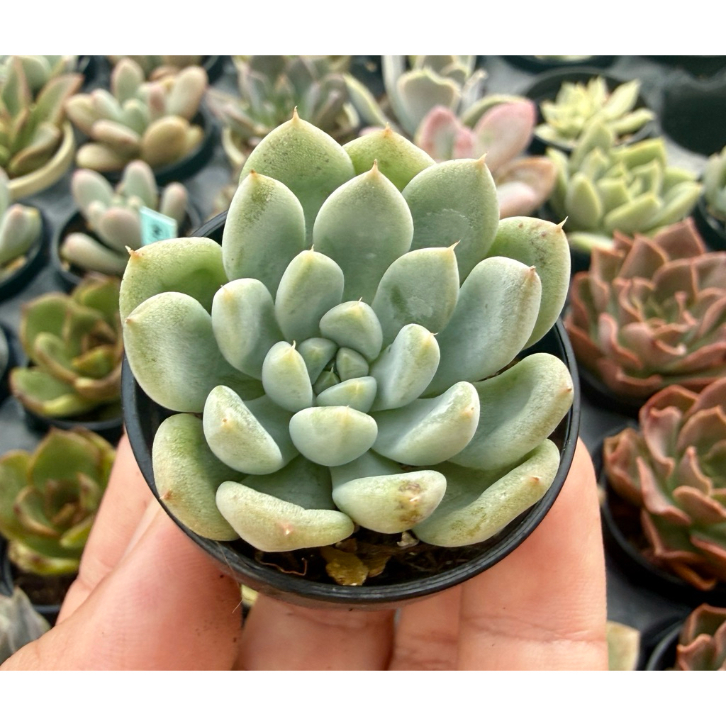 多肉植物 小農舍】(7/29更新可選品種有多件優惠) 多肉植物1吋盆(B區） / 非傳統