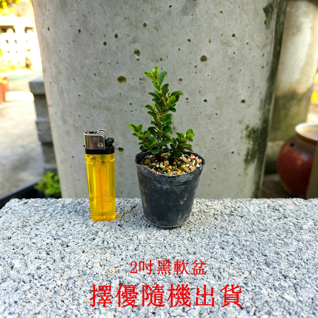 紅紫檀　盆栽 日本紅紫檀2吋盆小品盆栽微盆景豆盆素材| 蝦皮購物