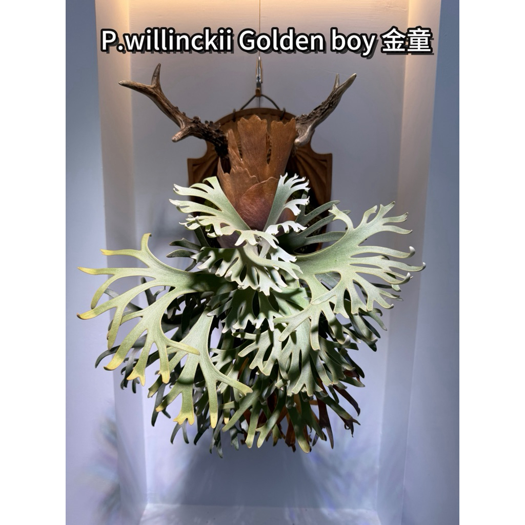 金童孢子苗金童鹿角蕨稀有侏儒Golden boy （精選多分岔） | 蝦皮購物