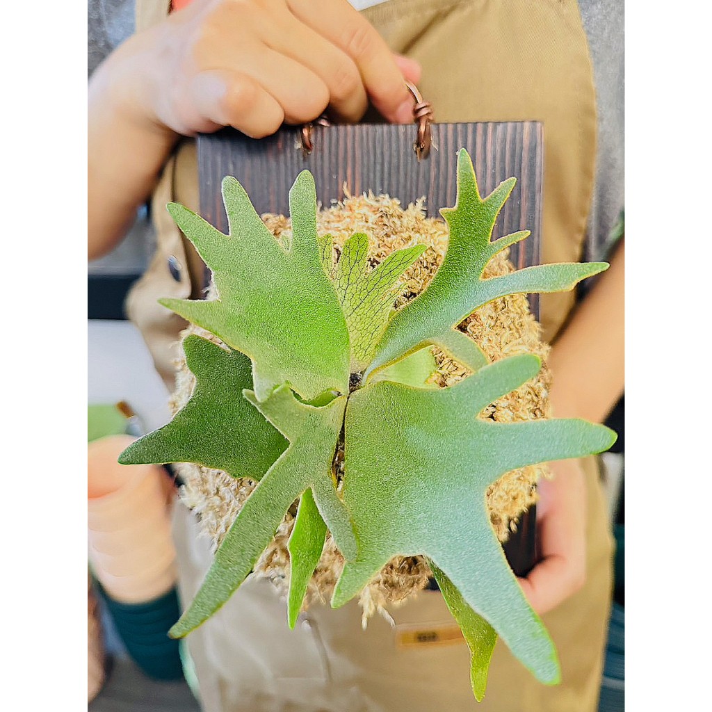 Nano孢子苗-P. Willinckii 'Nano' sporeling鹿角蕨侏儒爪哇上板植物