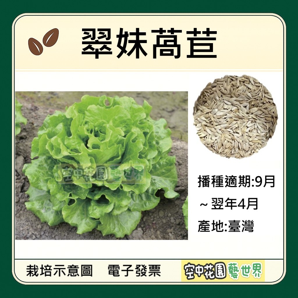【台灣出貨 電子發票】翠妹萵苣 種子 大陸妹 福山型 萵苣 水耕 生菜 菜籽 空中花園藝世界 | 蝦皮購物