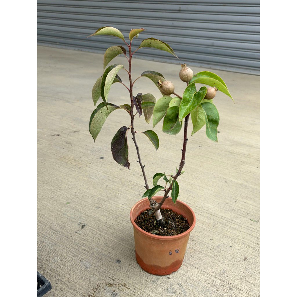 🌸植plant & flower ~ 豆梨甜鳥梨長十郎白梨日本盆栽梨| 蝦皮購物