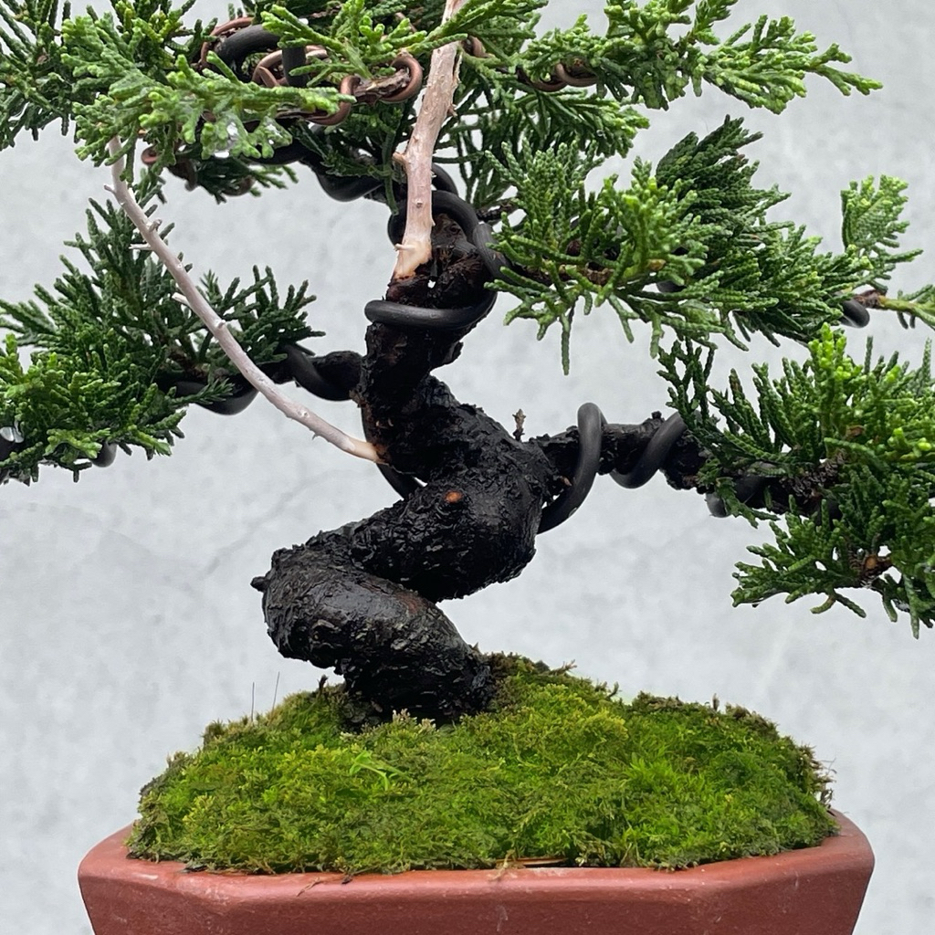 野趣小品盆栽》宮阪系魚川真柏141．日本🇯🇵真柏．扭轉．松柏盆景