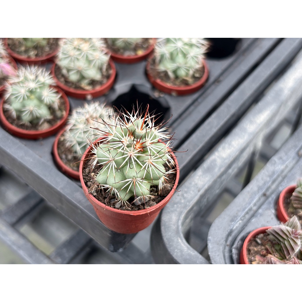 多肉好好買】一寸盆仙人掌區仙人掌植物現貨| 蝦皮購物