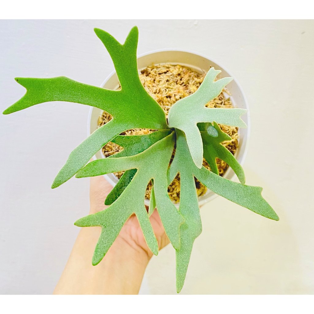 Nano孢子苗-P. Willinckii 'Nano' sporeling鹿角蕨侏儒爪哇上板植物